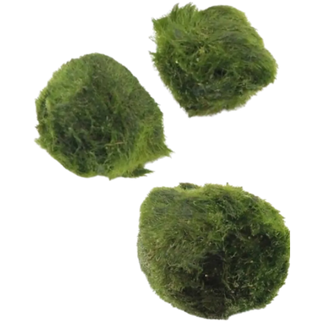 Cladophora aegagropila Green 3-4 cm