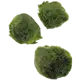Cladophora aegagropila Green 3-4 cm