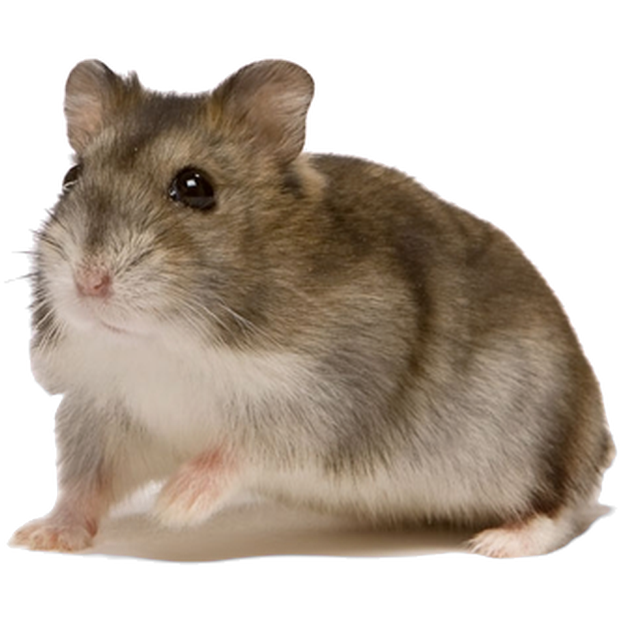 ZOO.se Djur: Dvärghamster Rysk Vintervit Phodopus Sungorus