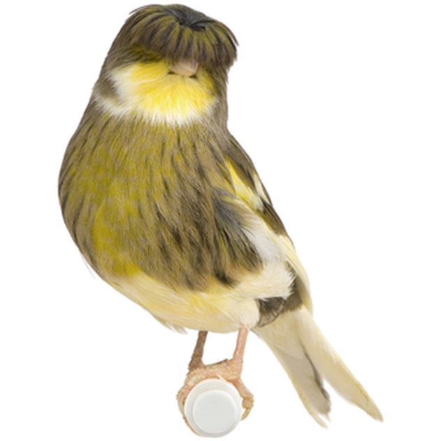 ZOO.se Fågel: Kanarie Gloster