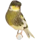Fågel: Kanarie Gloster