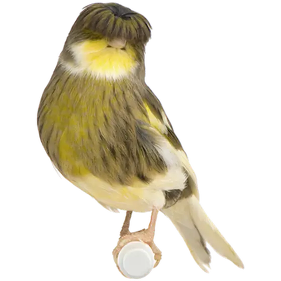 Fågel: Kanarie Gloster Yellow 1 st