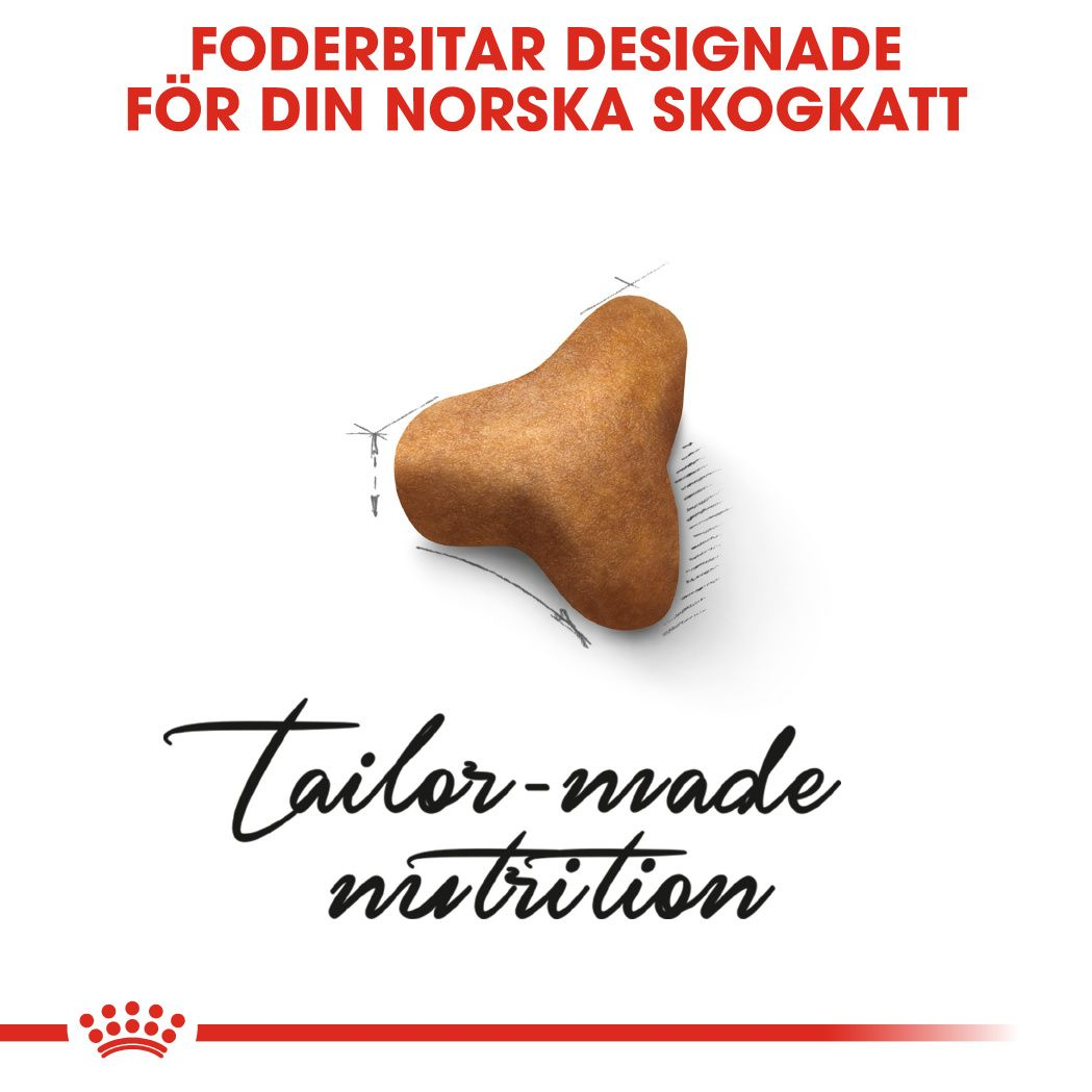 Norwegian Forest Cat Adult