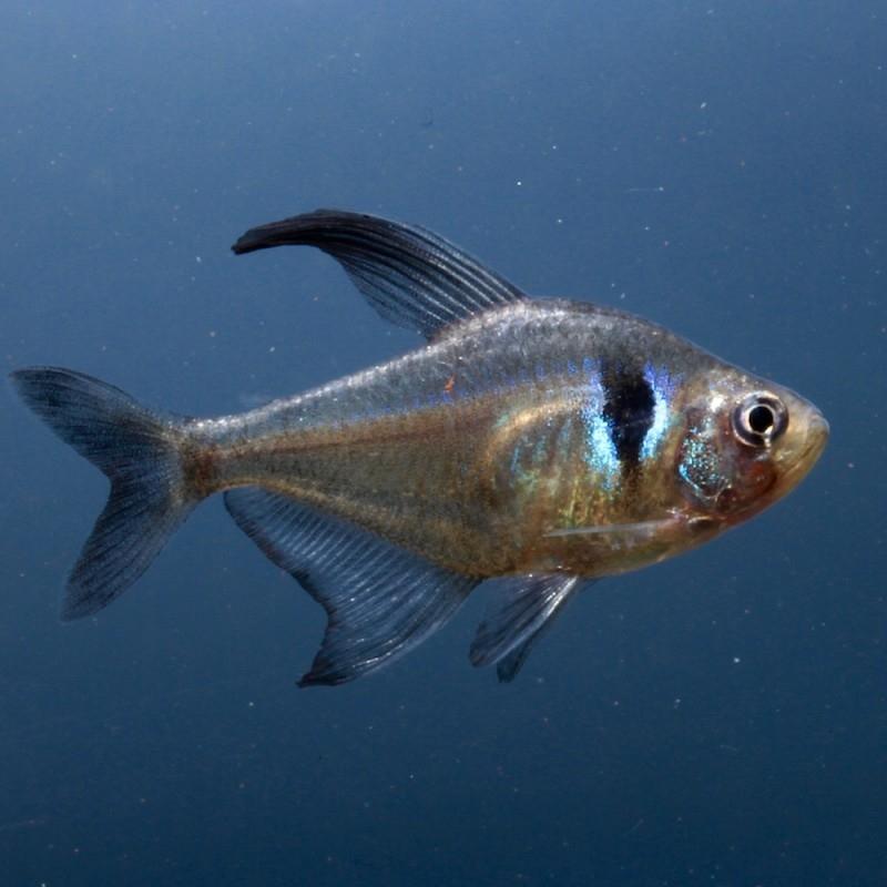 Tetror Svart fantomtetra 3-3.5cm