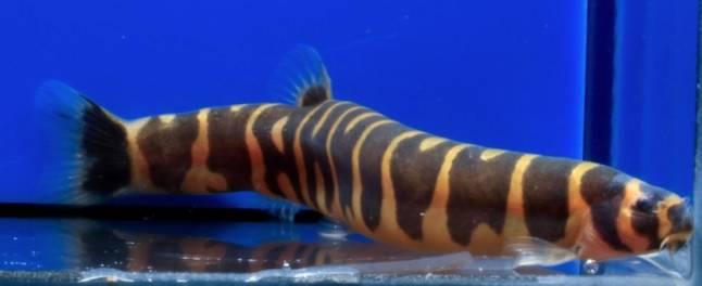 Grönling Kuhliål Medium/Large