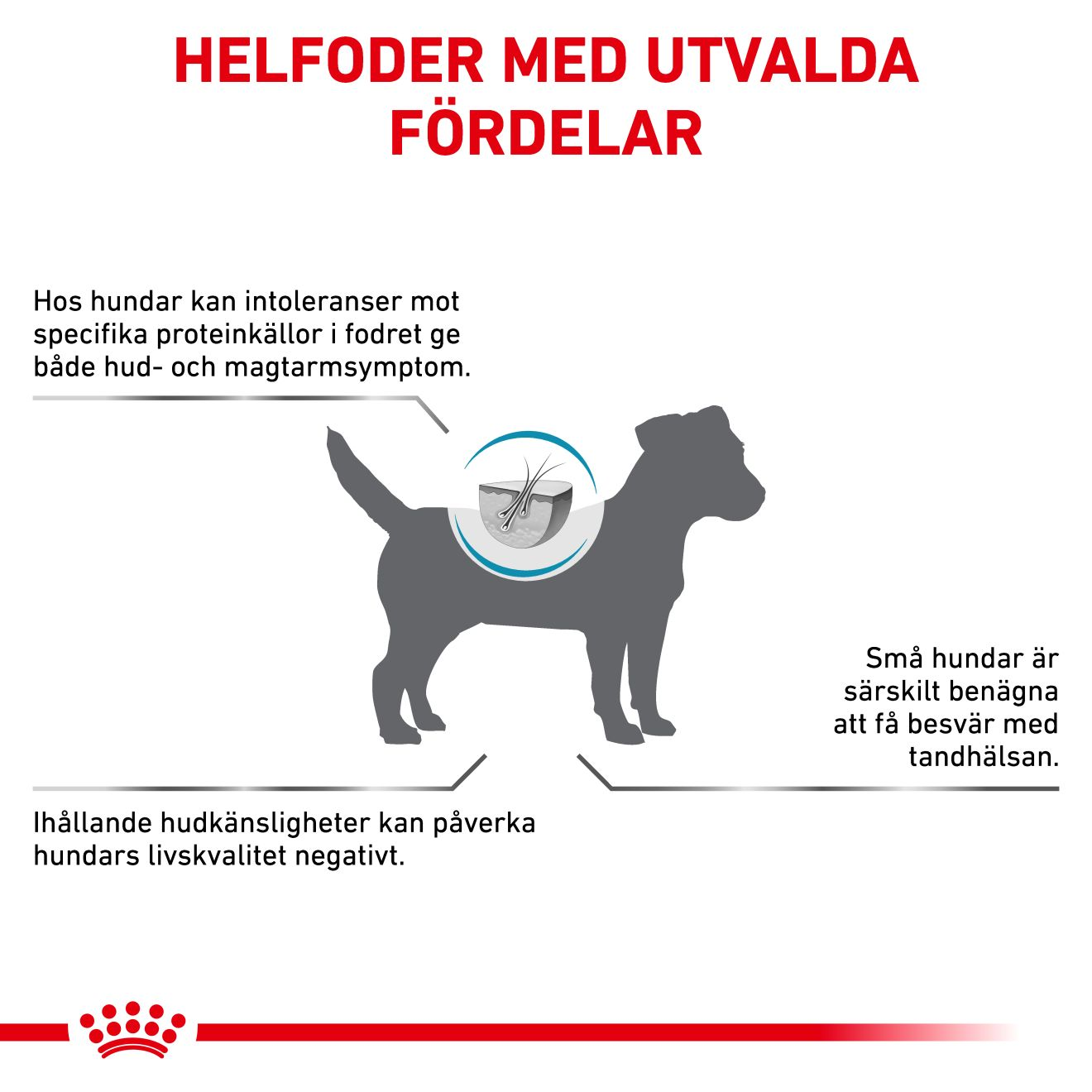 Derma Anallergenic Small Dog