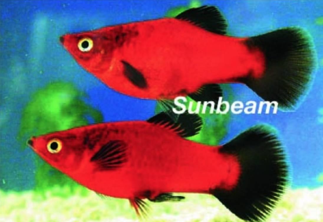 Levandefödare Wagtail Platy Black Mini