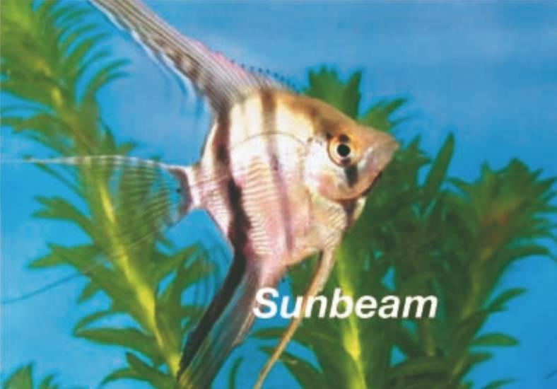 Ciklider Silver Scalare Medium/Large