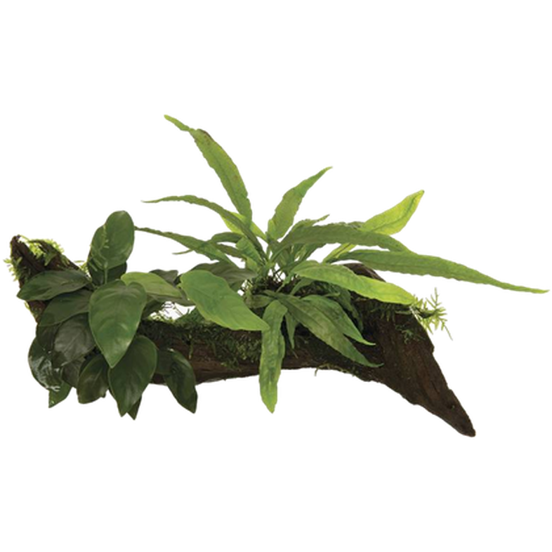 Växt på rot Green Large