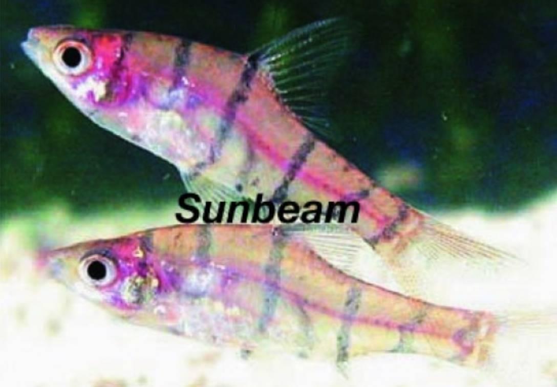 ZOO.se Fembandsbarb Black Medium