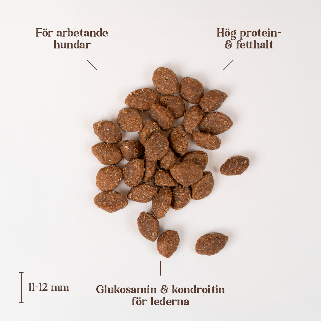 chicken active adult.png