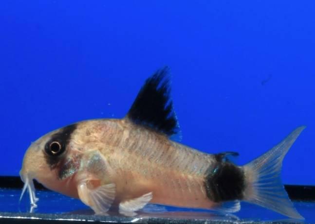 Pansarmalar Panda Pansarmal White Medium/Large