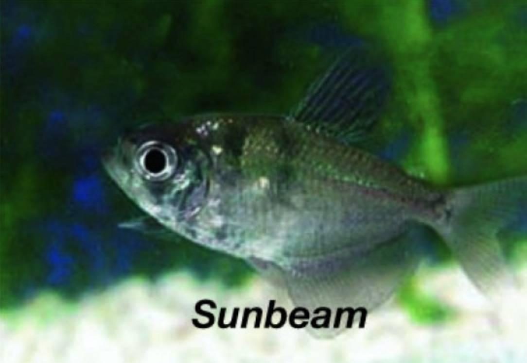 Tetror Sorgmanteltetra