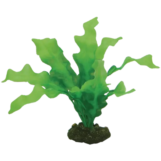 Echinodrus Green 20 cm