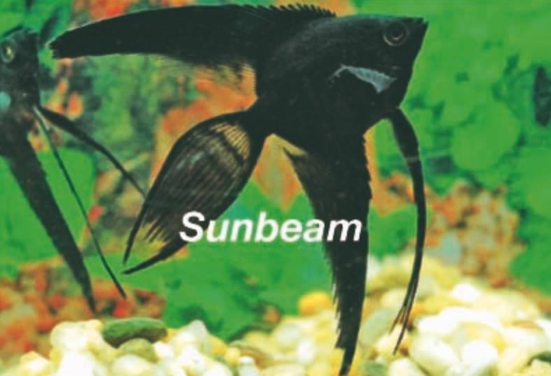 Ciklider Scalare Medium/Large