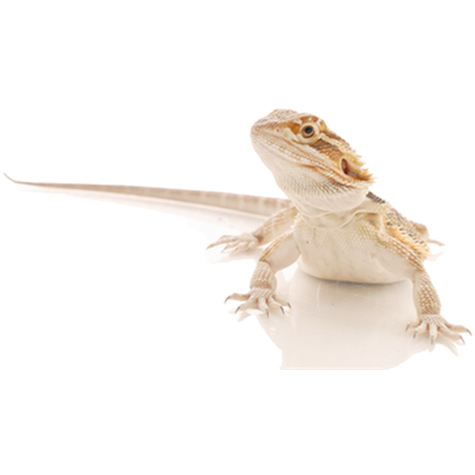 ZOO.se Reptil: Skägg-Agam Medium