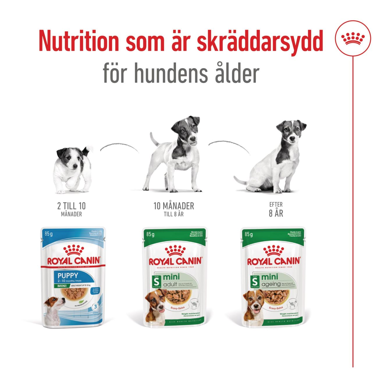 Royal Canin Mini Ageing Våtfôr for hunder 85 g x 12 stk | ZOO.no