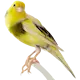 Fågel: Kanarie (Brokig)