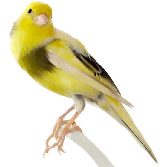 Fågel: Kanarie (Brokig) Yellow 1 st