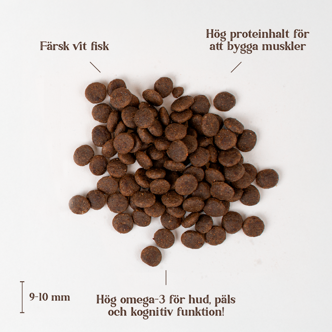 White fish puppy.png