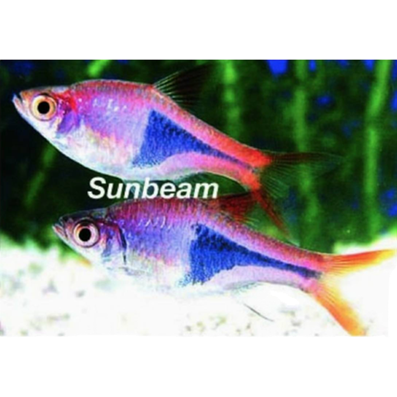 Rasbora Kilfläcksrasbora Red Medium/Large