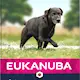 Eukanuba Hund Senior Large 15 kg