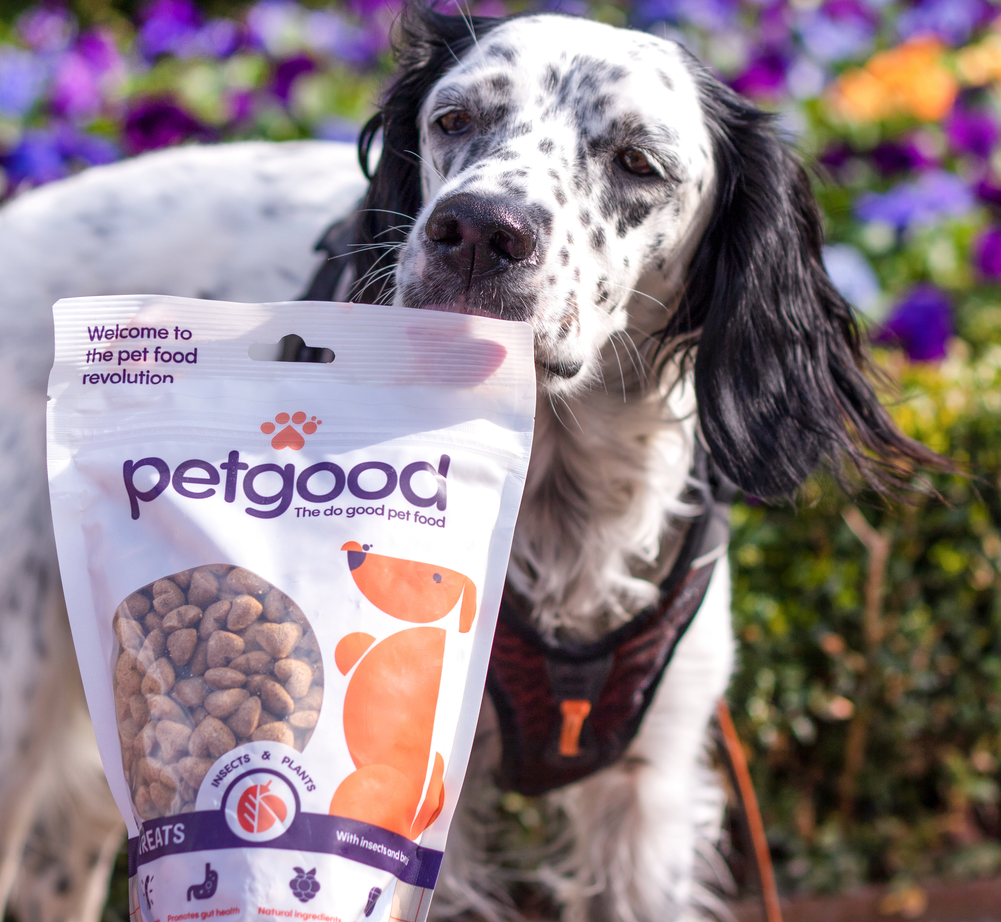 Dog Treats With Insect Protein ZOO.fi