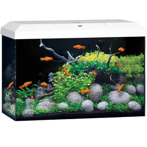 Akvarium Primo 70 Hvit 2.0 61x31x44 cm 70L - Akvaristen - Akvarium & møbler - Akvarium - Juwel