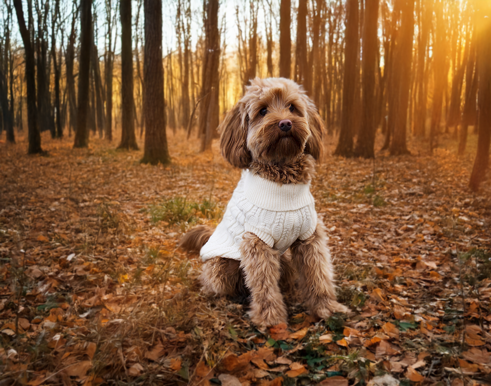 20530, 20531, 20532, 20533, 20534 (4).png