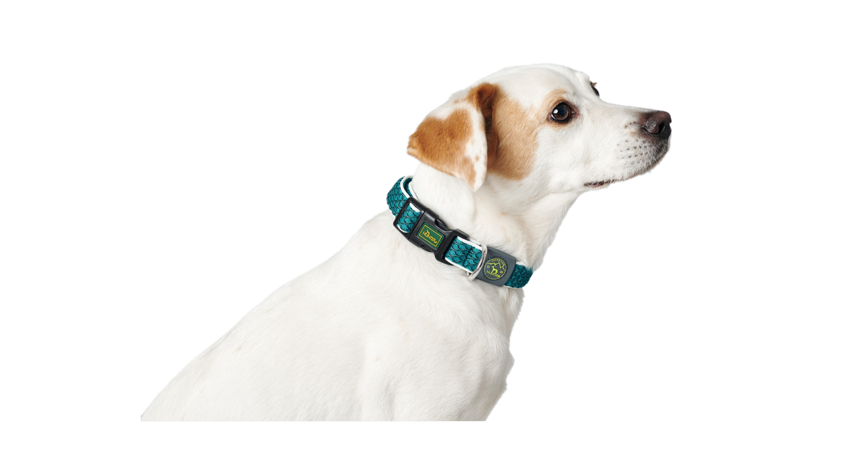 hunter_hilo_collar_basic_turkos_hund.png