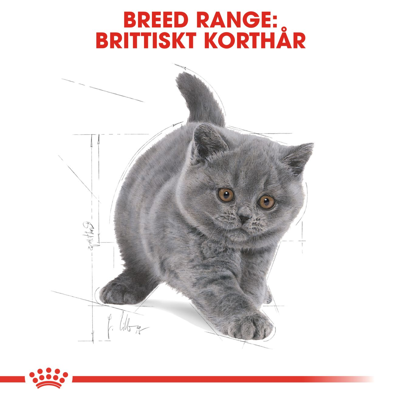 British Shorthair Kitten unge