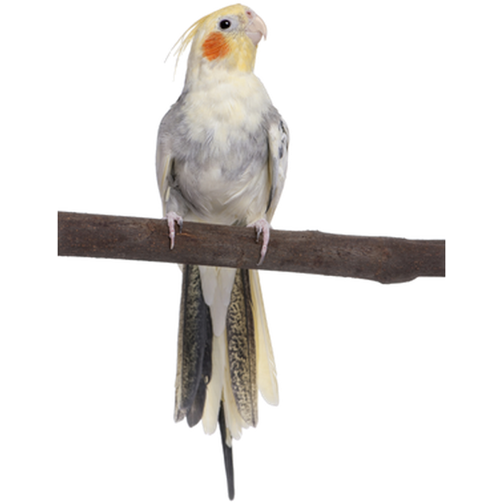 ZOO.se Fågel: Nymfkakadua