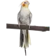 Fågel: Nymfkakadua