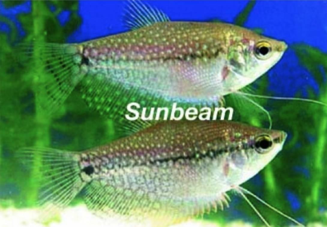 Labyrintfiskar Mosaik Gurami Red Medium/Large