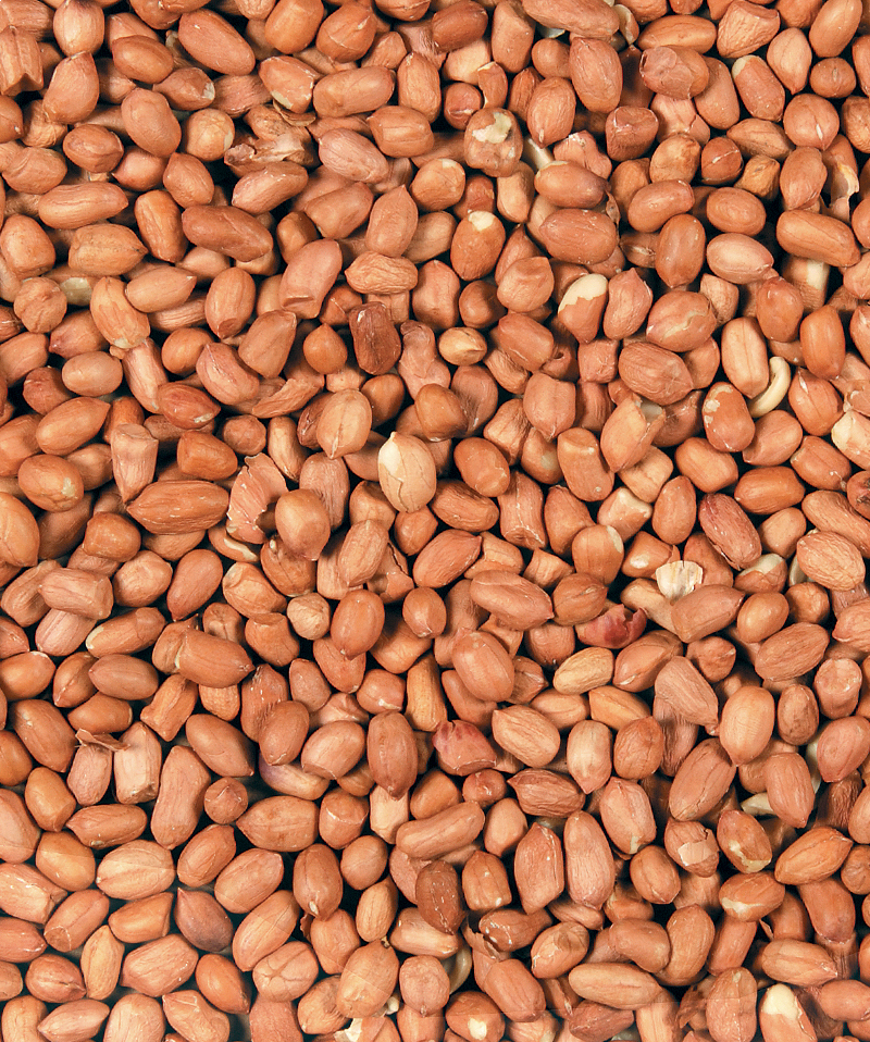 verselelaga_peanuts_rodents_birds_treats_snacks_wi