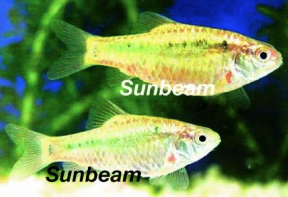 ZOO.se Guldbarb Yellow 3-4 cm