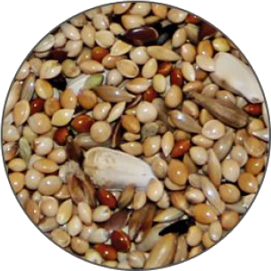 verselelaga_prestige_budgies_seeds_mix_birds_food_