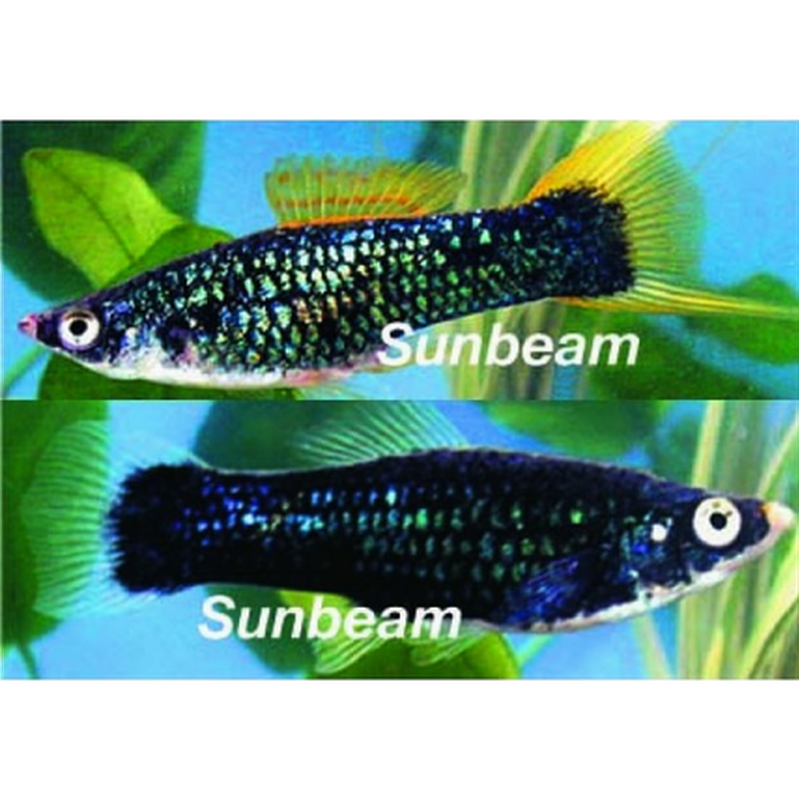 Levandefödare Svärdbärare Black Medium/Large